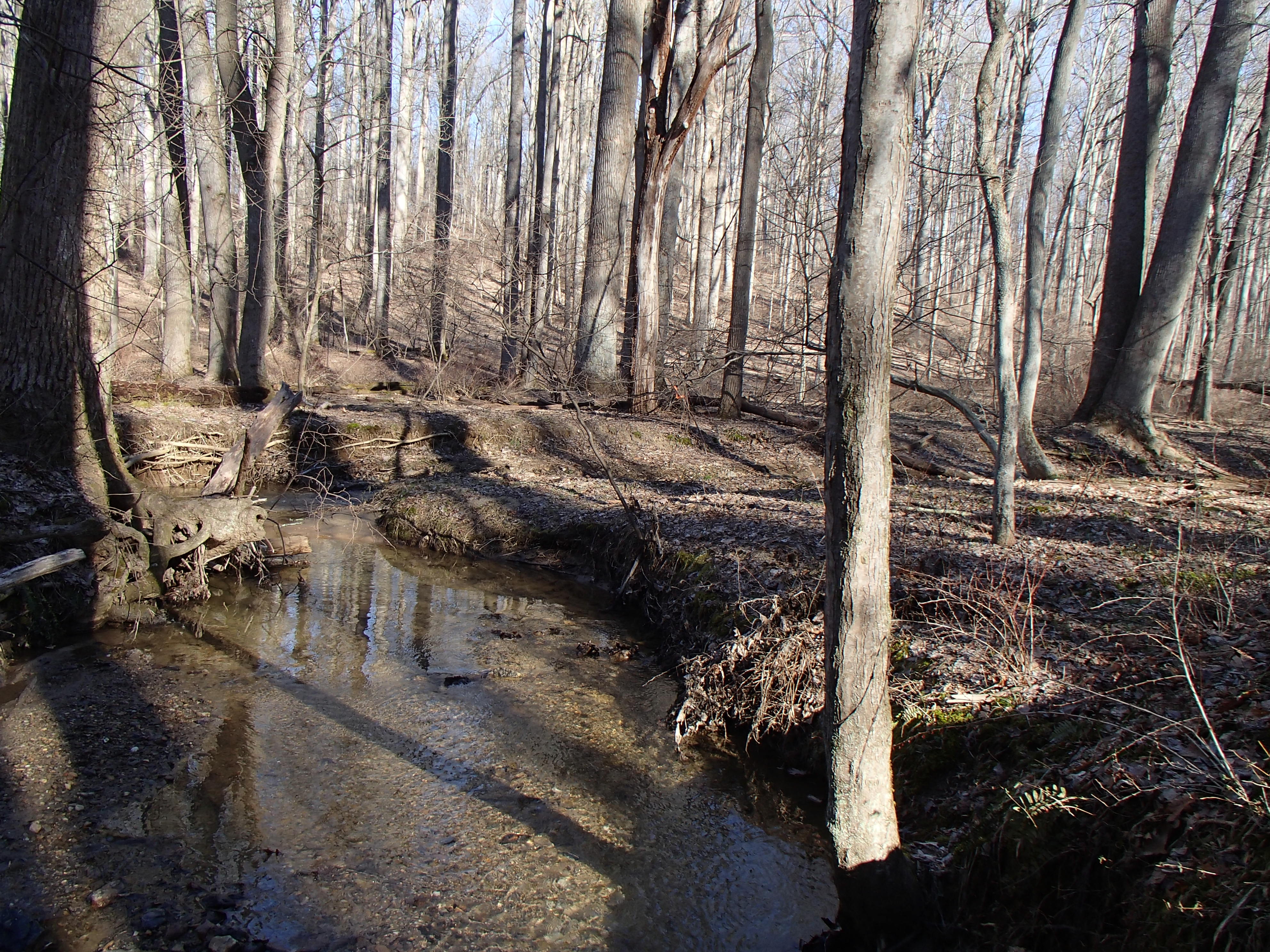 Field photo showing stream conditions at site LIBE-102-S-2016_Midpoint looking upstream